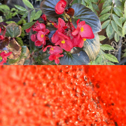 Microscopio digitale per bambini